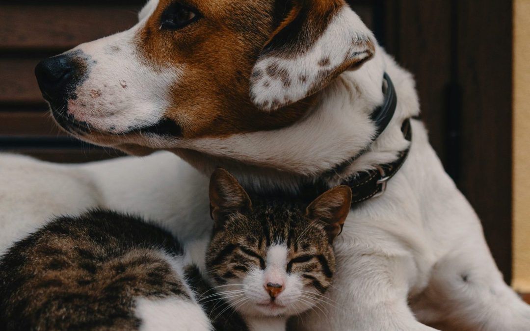 Wir sind alle Kuscheltiere