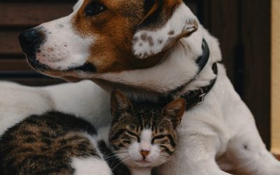 Wir sind alle Kuscheltiere
