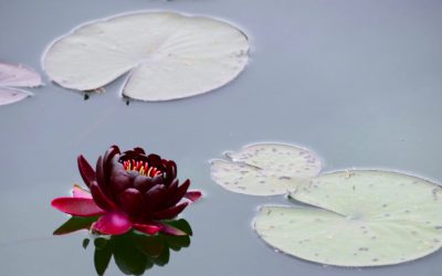 Wechseljahre: Lust und Nähe neu entdecken