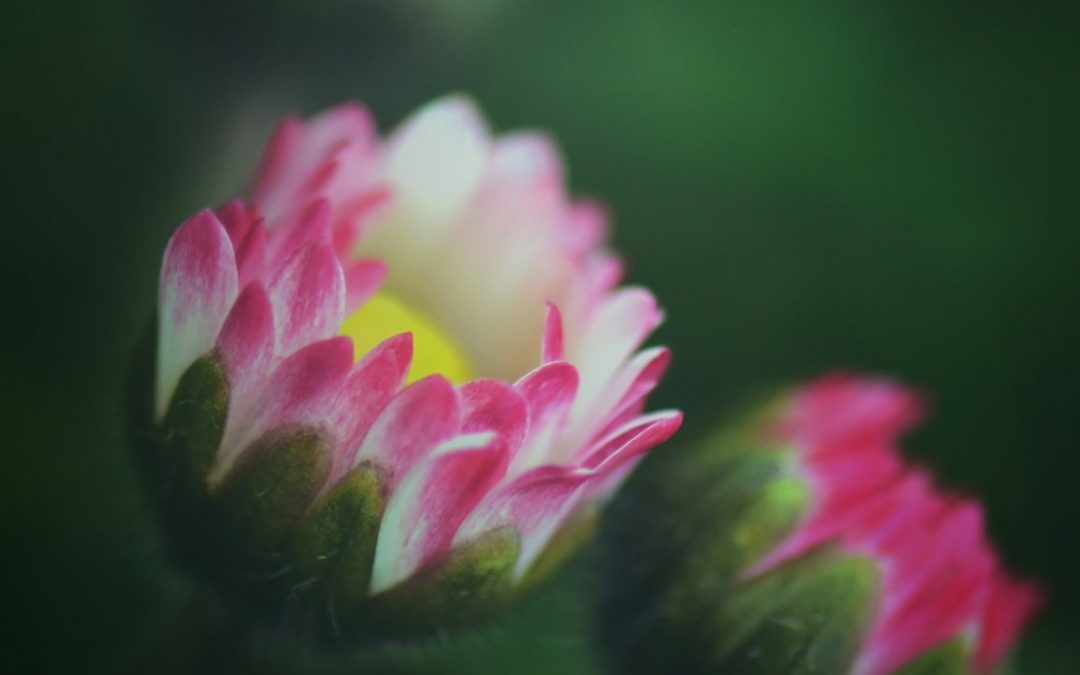 Sich öffnende Blüten